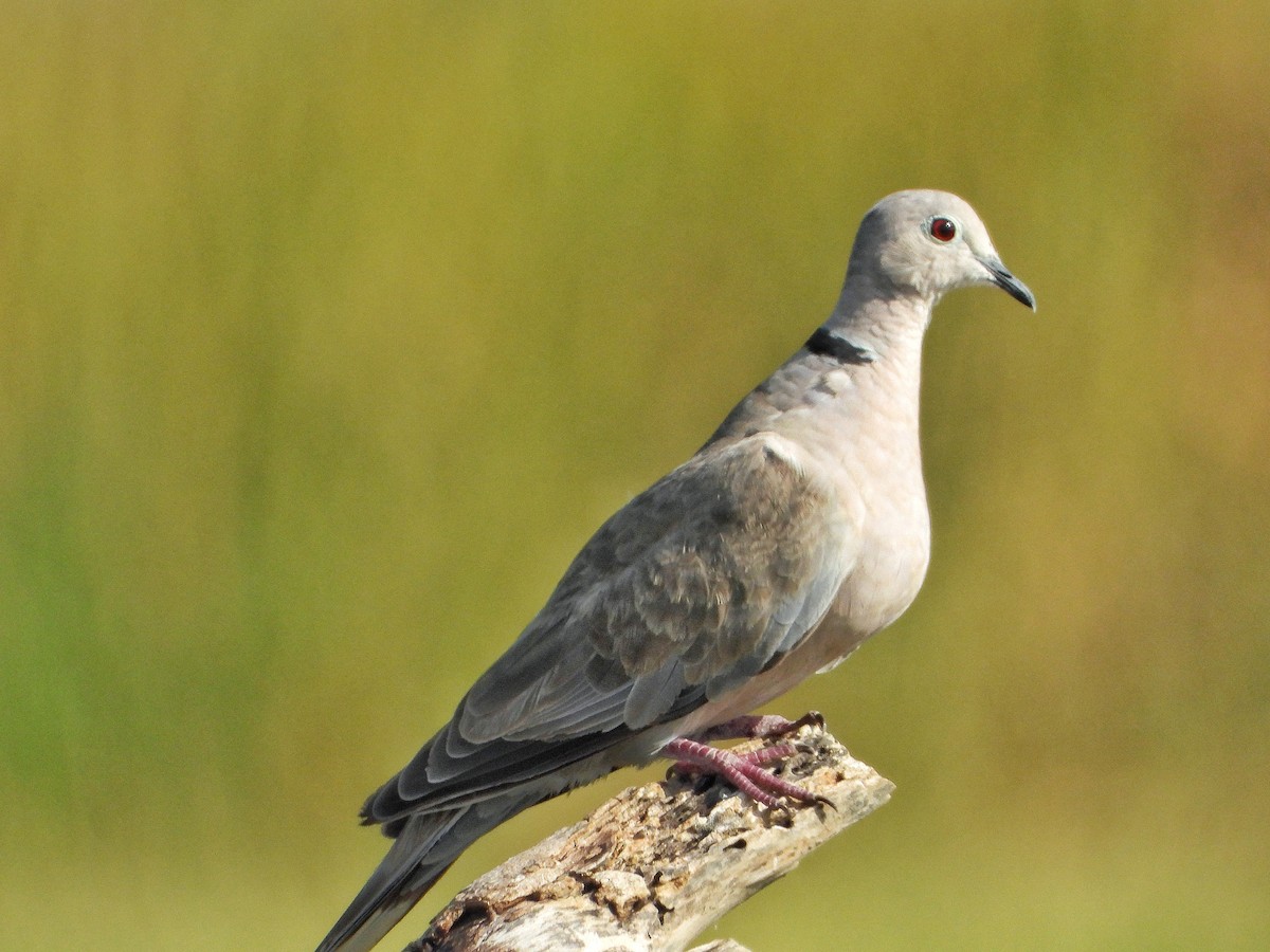 Eurasian Collared-Dove - ML618546406