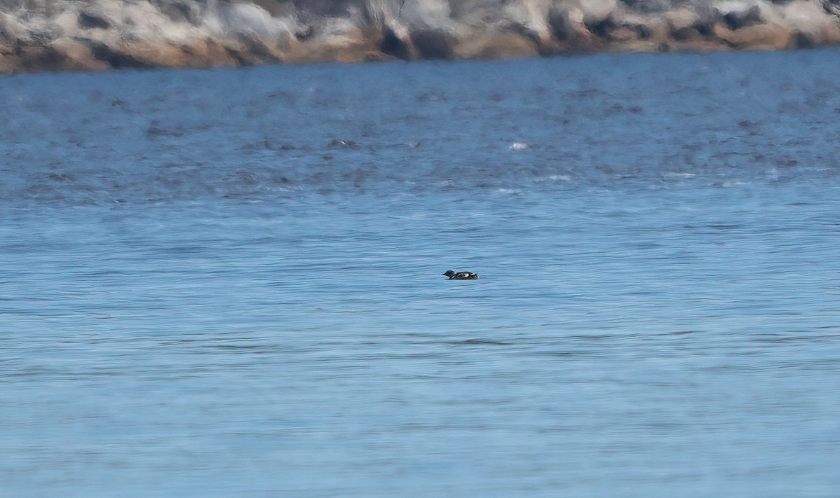 Black Guillemot - ML618546412