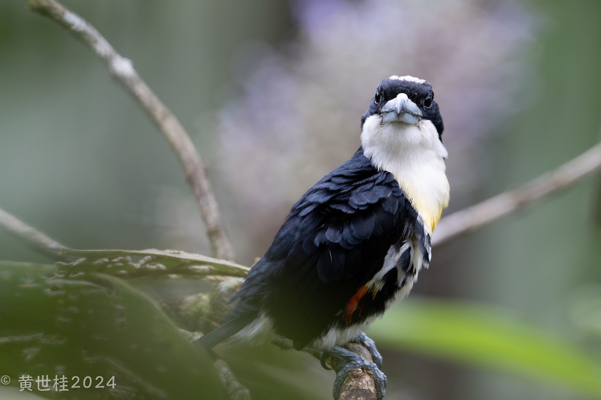 Spot-crowned Barbet - Shigui Huang