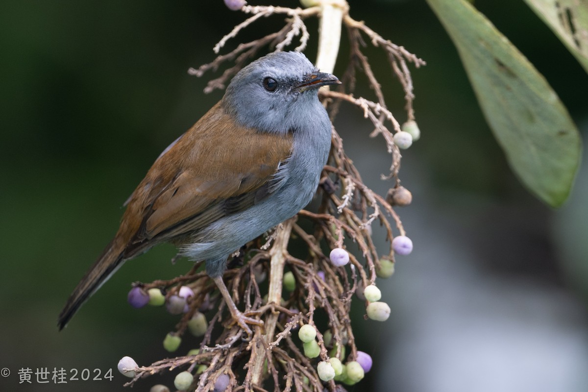 Andean Solitaire - ML618546437