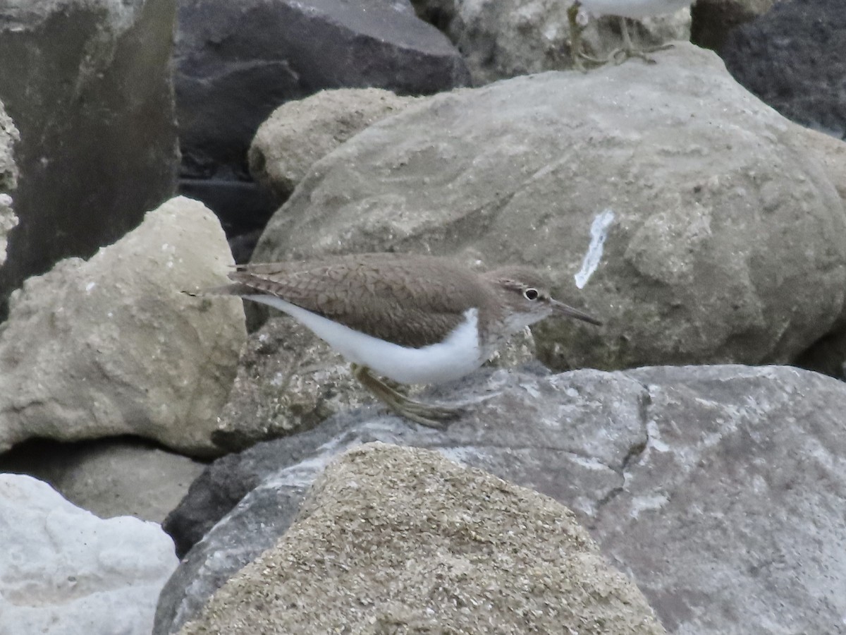 Common Sandpiper - Megumi Yoshio