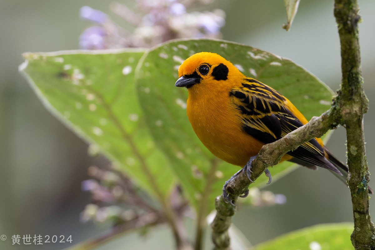 Golden Tanager - Shigui Huang