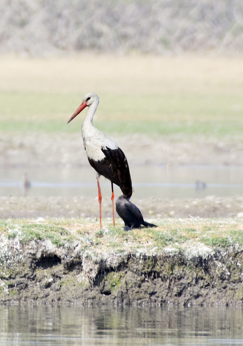 White Stork - Rohit Dwivedi
