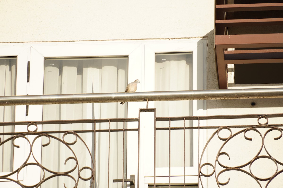 Zebra Dove - ML618546494