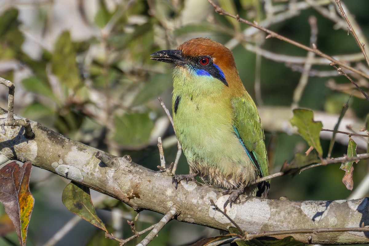 Russet-crowned Motmot - ML618546501