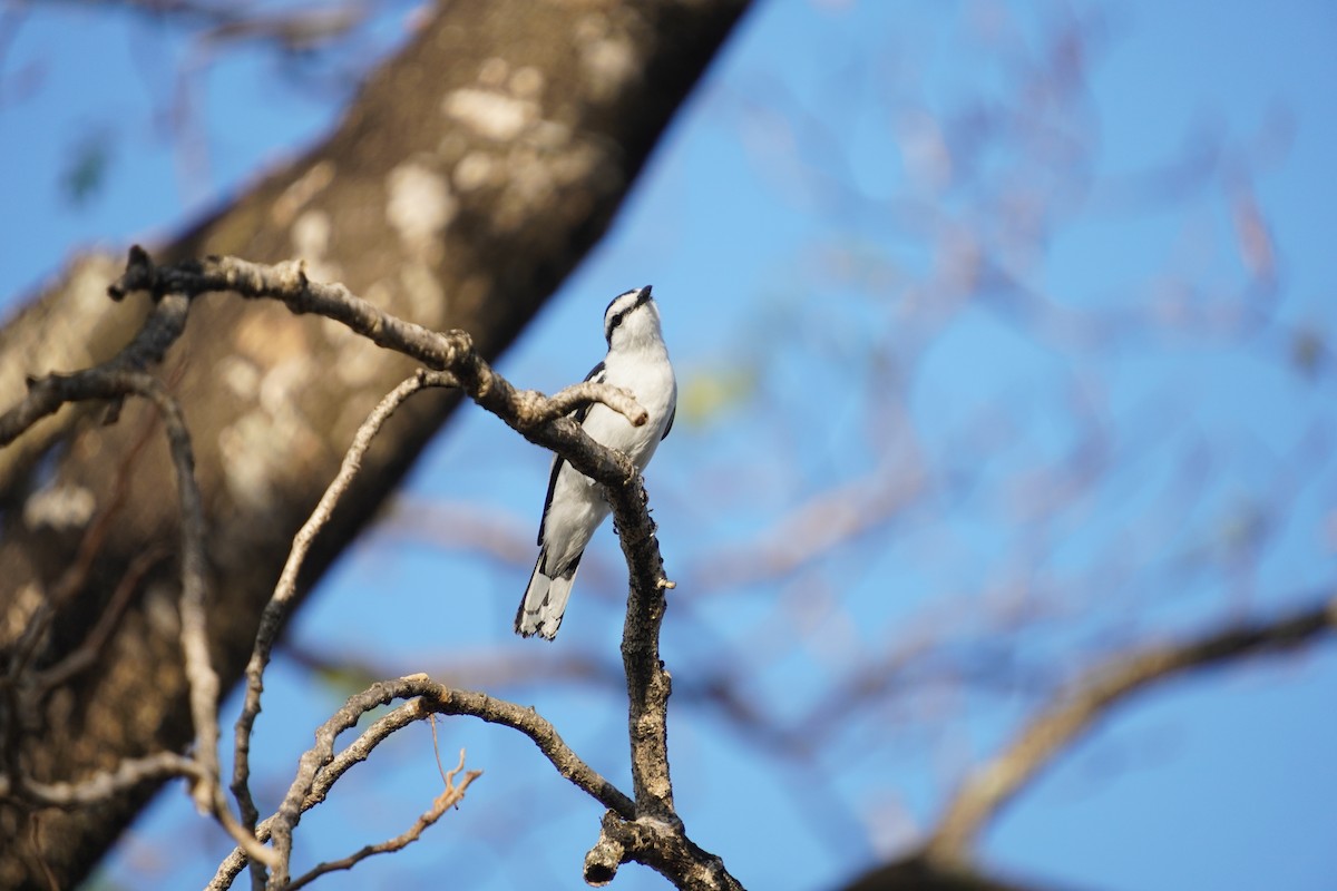 Pied Triller - ML618546504