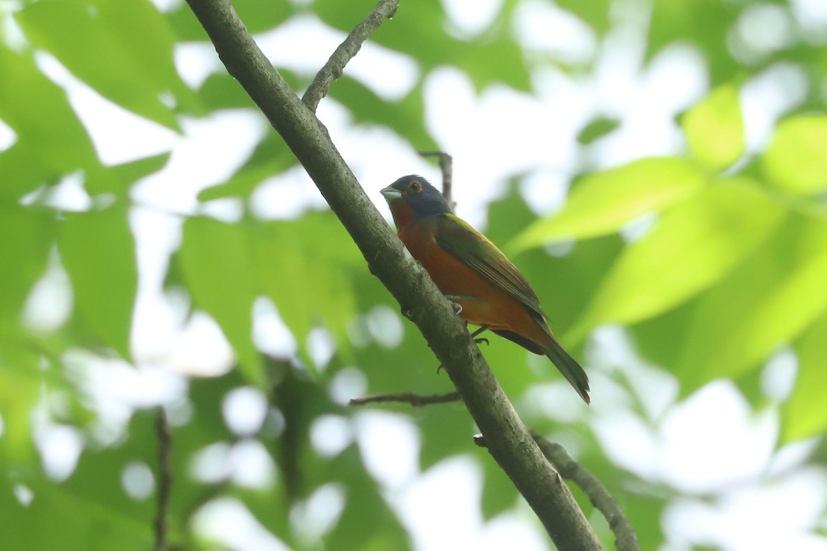 Painted Bunting - ML618546512