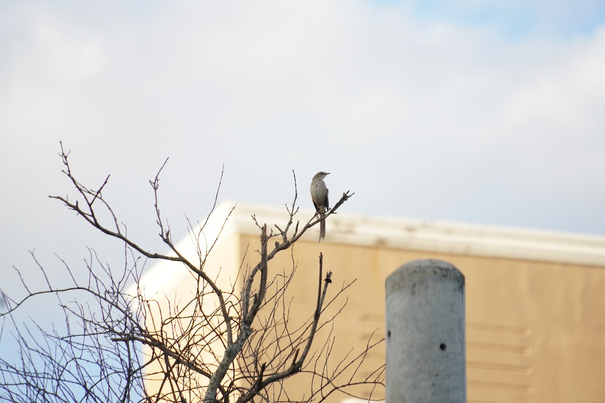 Striated Grassbird - ML618546527