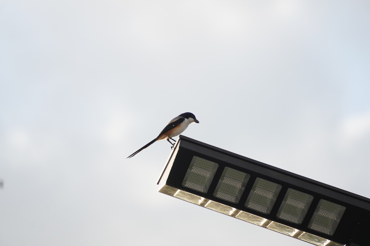Long-tailed Shrike - ML618546539