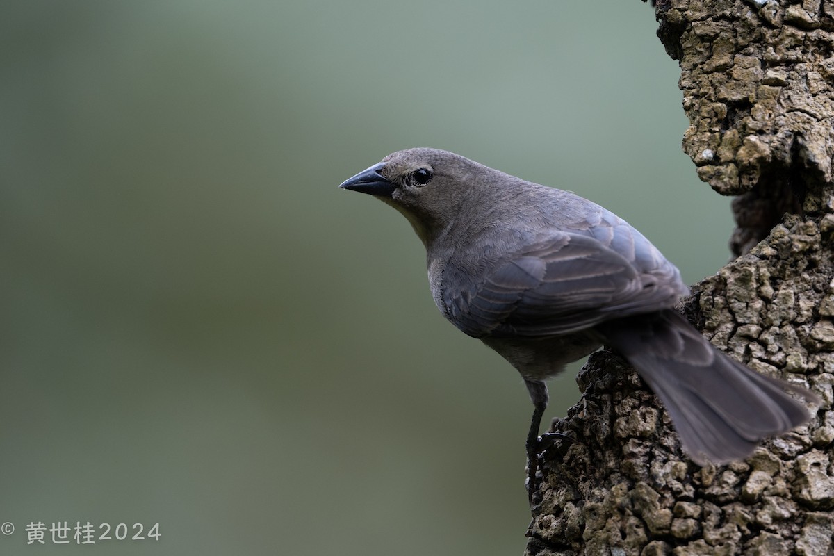 Shiny Cowbird - Shigui Huang