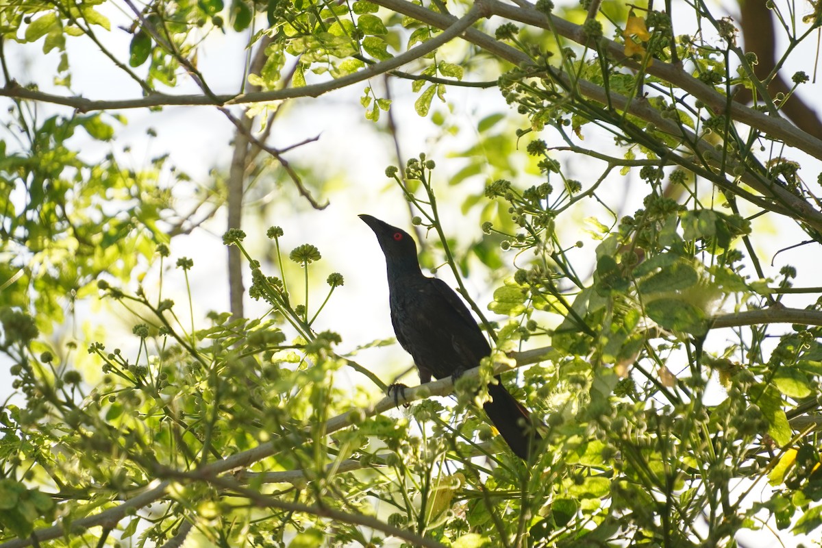 Asian Glossy Starling - ML618546541