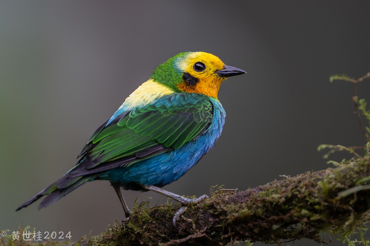 Multicolored Tanager - Shigui Huang