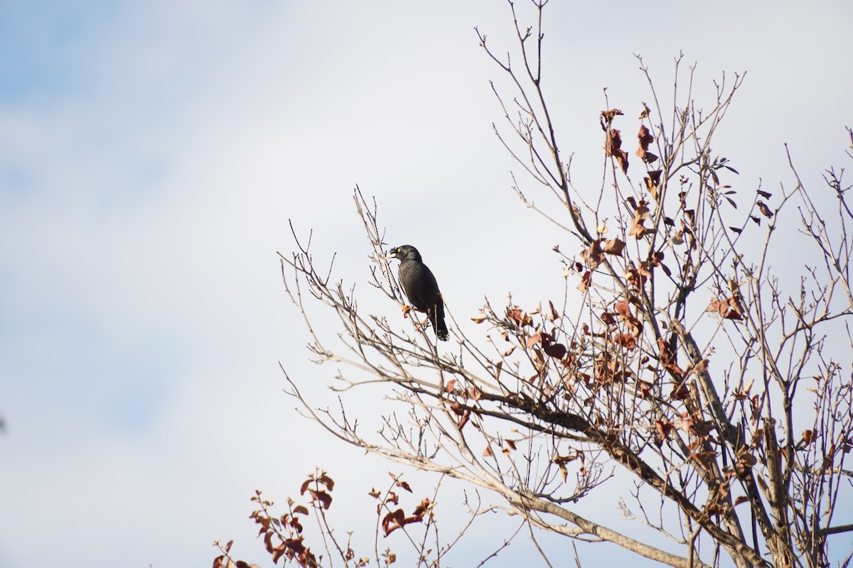 Crested Myna - ML618546546