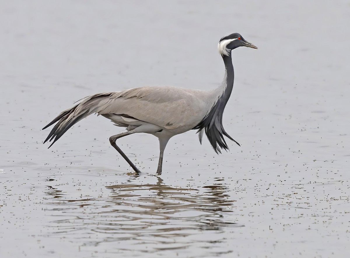 Demoiselle Crane - ML618546553