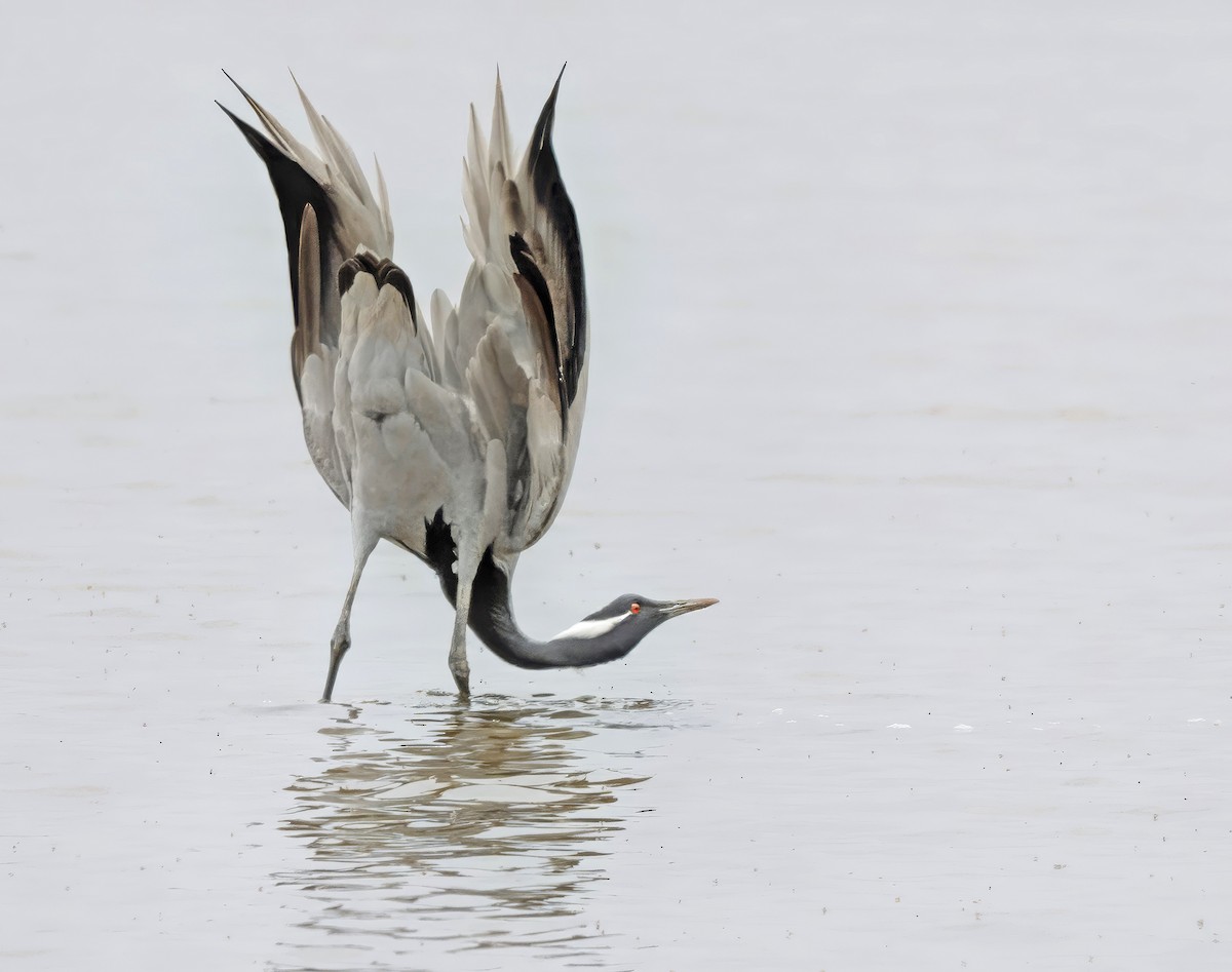 Demoiselle Crane - ML618546554