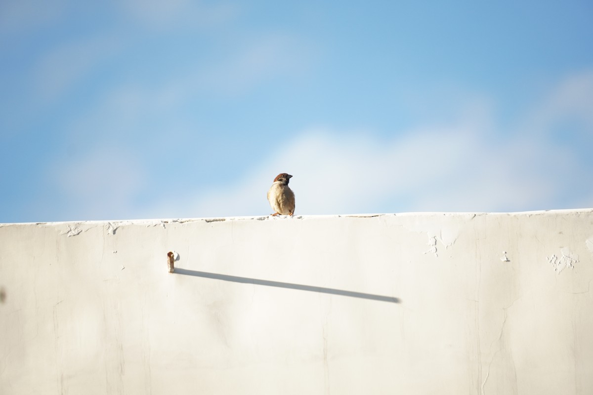 Eurasian Tree Sparrow - ML618546556