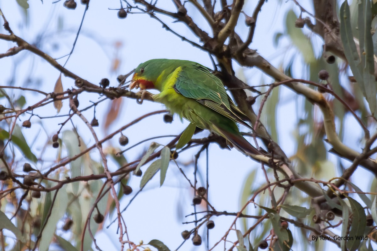 Swift Parrot - Gordon Wild