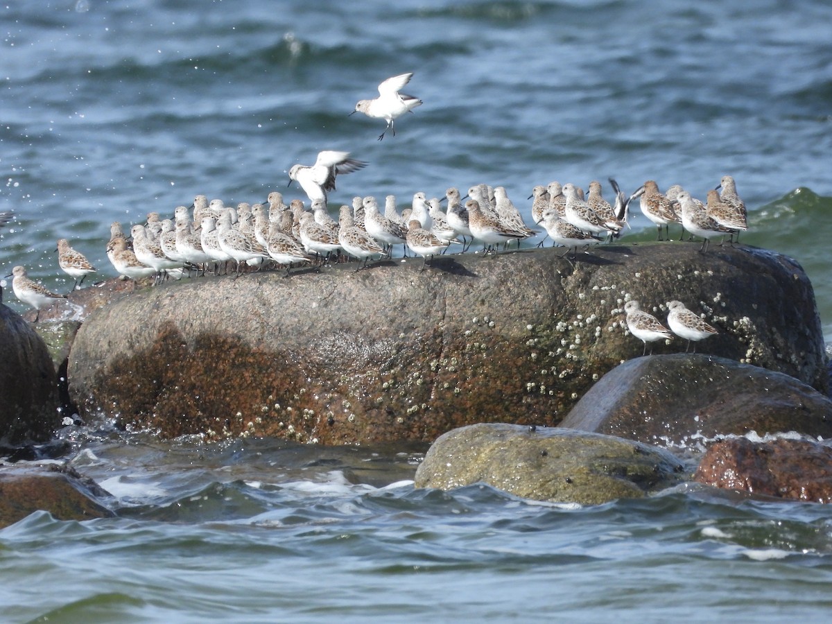 Sanderling - Martin Rheinheimer