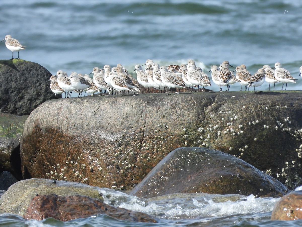 Sanderling - ML618546631