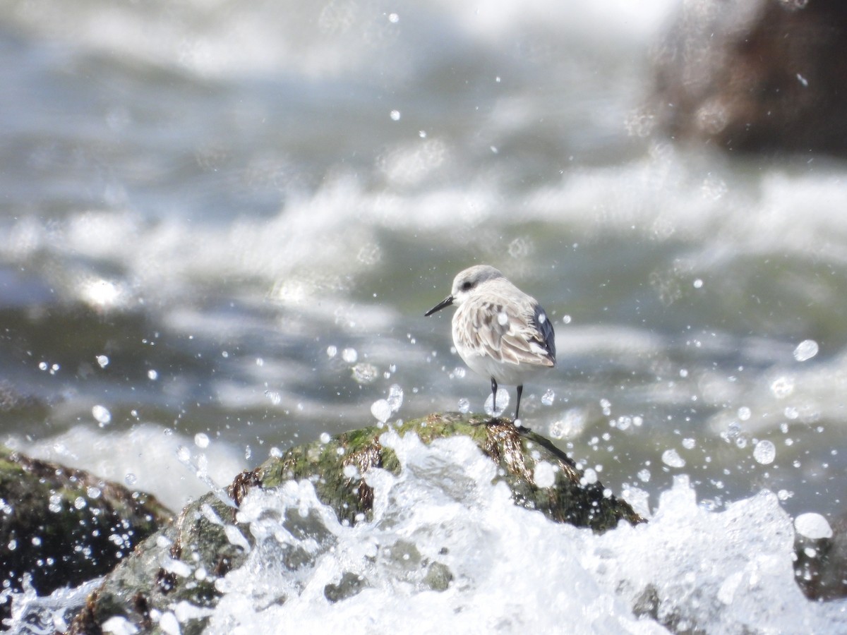 Sanderling - ML618546642