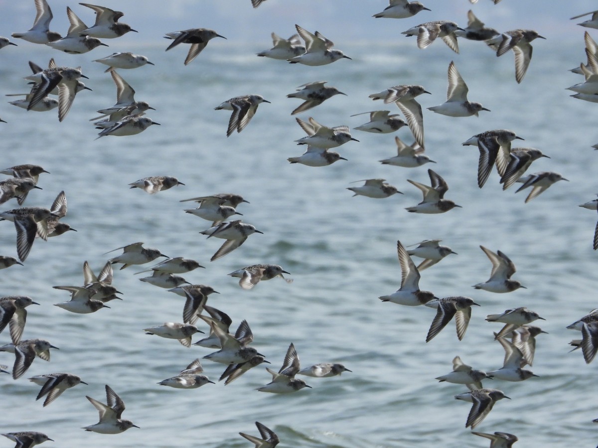 Sanderling - Martin Rheinheimer