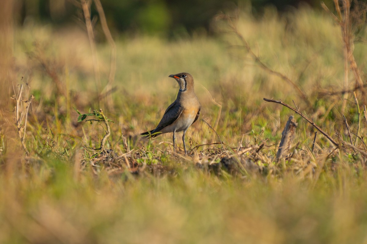 Oriental Pratincole - ML618546661