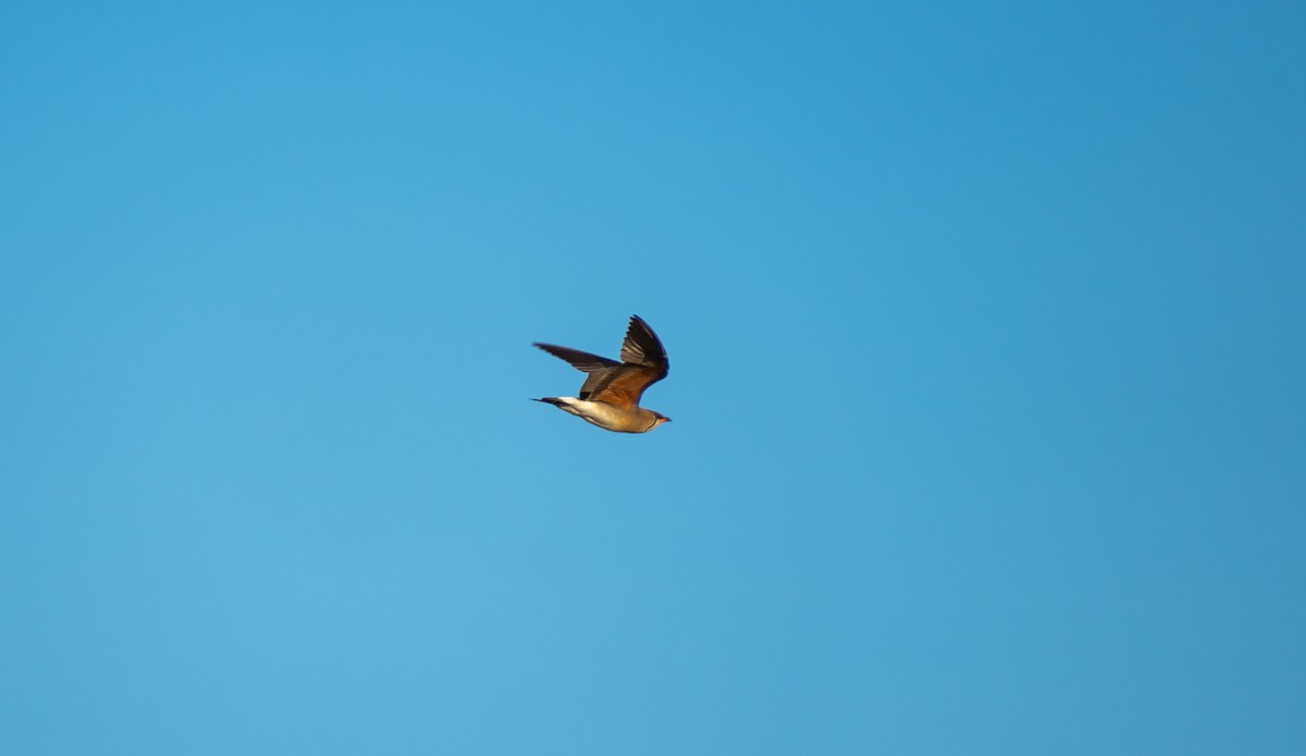 Oriental Pratincole - Russel Orodio