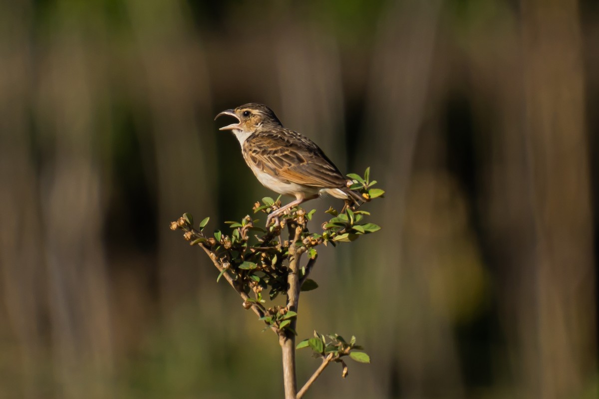 Singing Bushlark - Russel Orodio