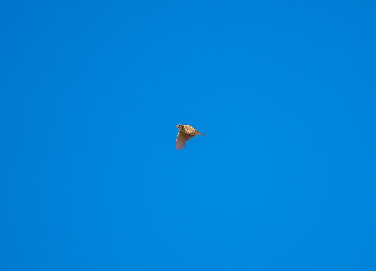 Oriental Skylark - ML618546668