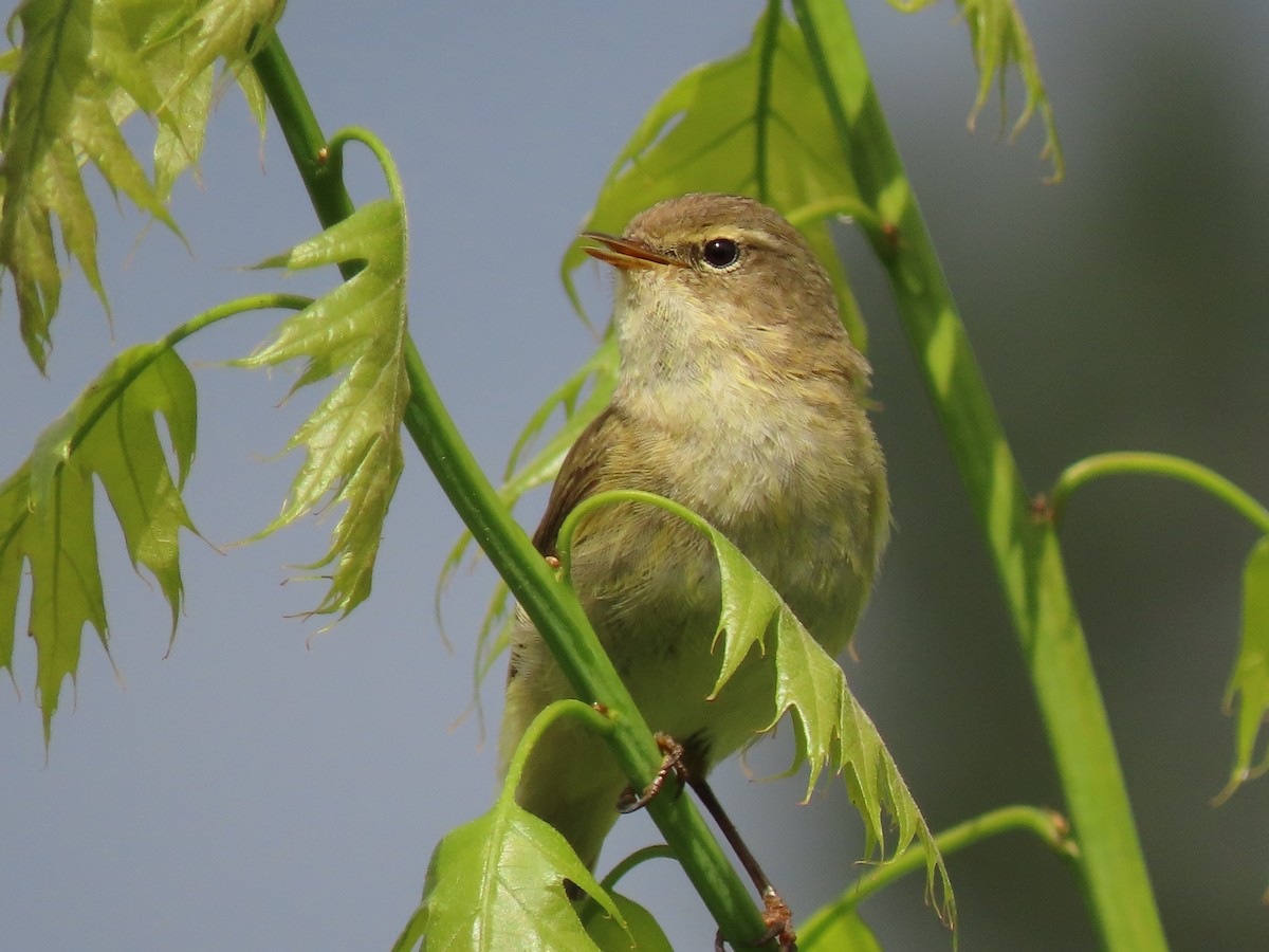 Mosquitero Ibérico - ML618546687