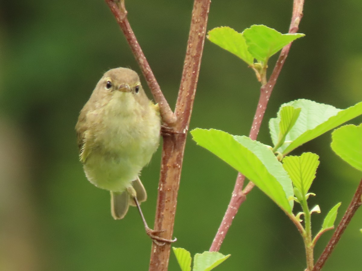 Iberian Chiffchaff - ML618546688