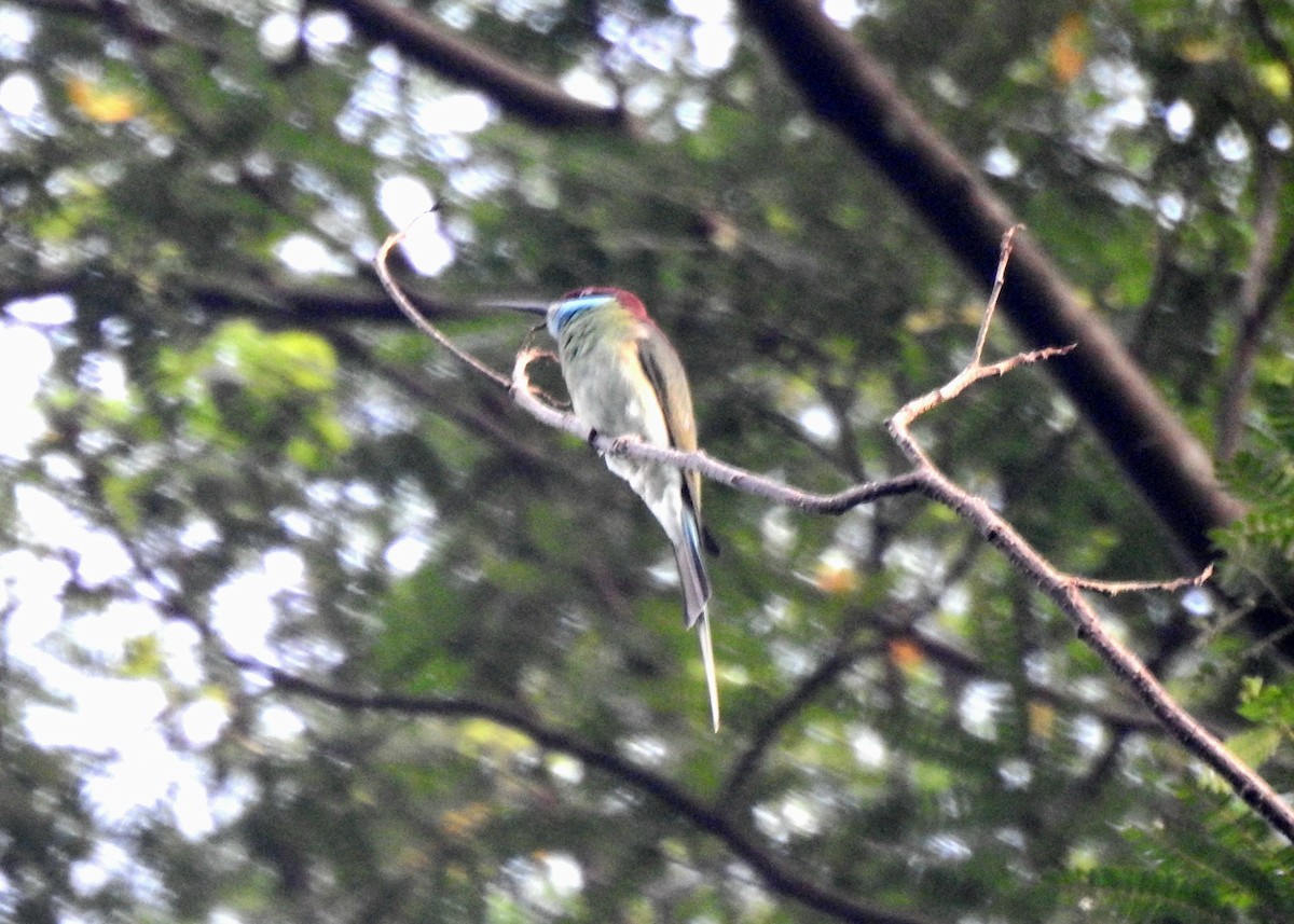 Blue-throated Bee-eater - YM Liew