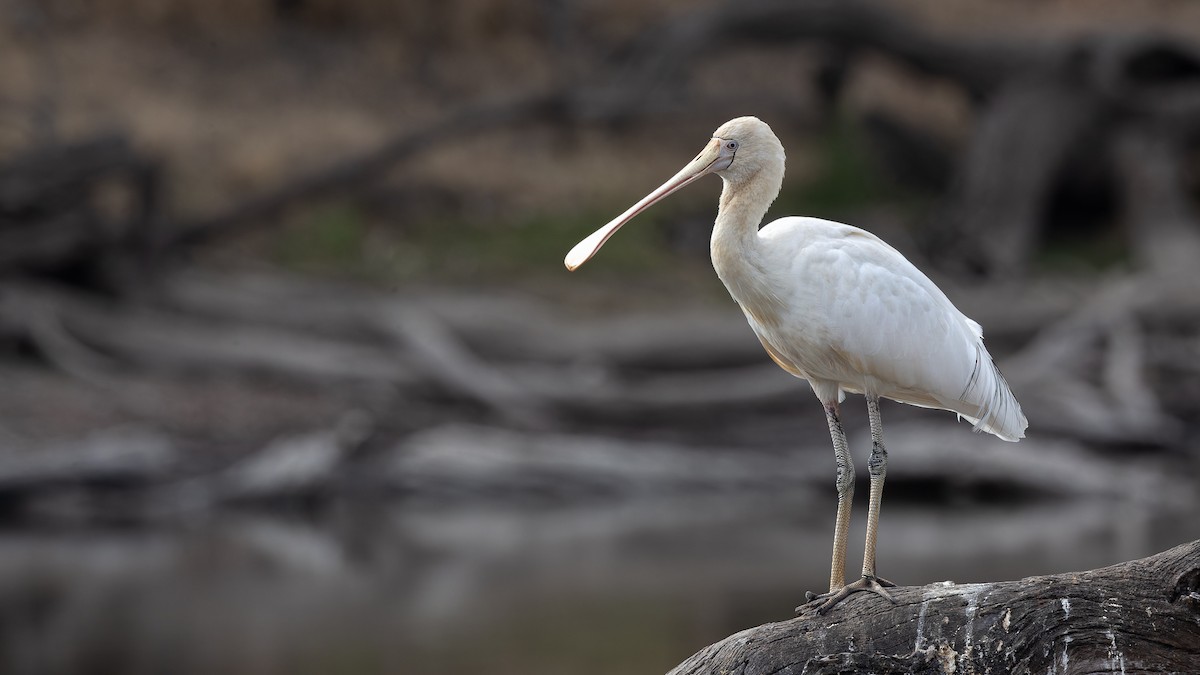 Yellow-billed Spoonbill - David Newell