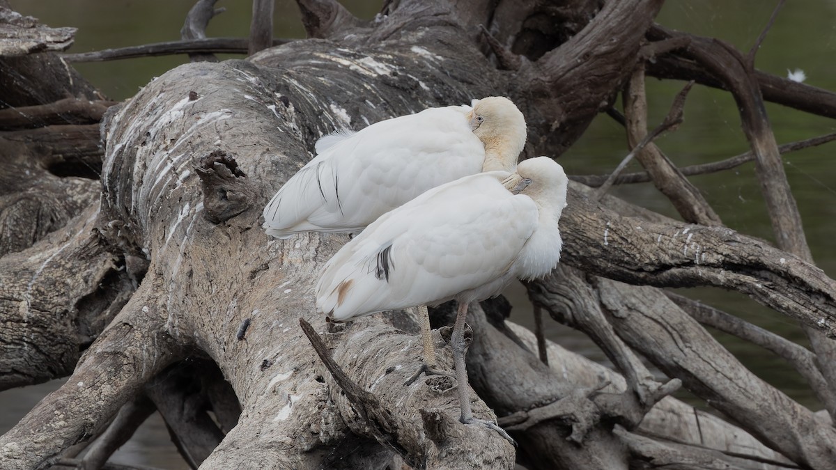 Yellow-billed Spoonbill - ML618546700