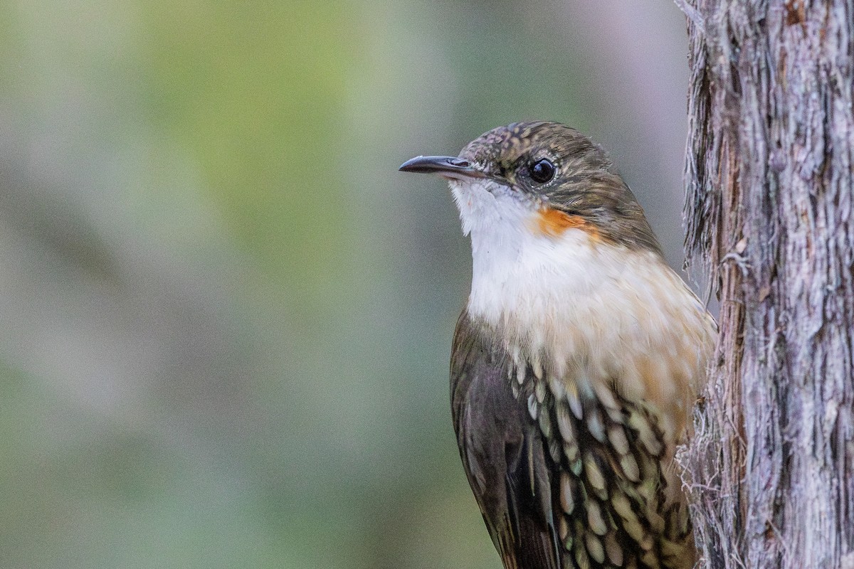 White-throated Treecreeper (White-throated) - ML618546702