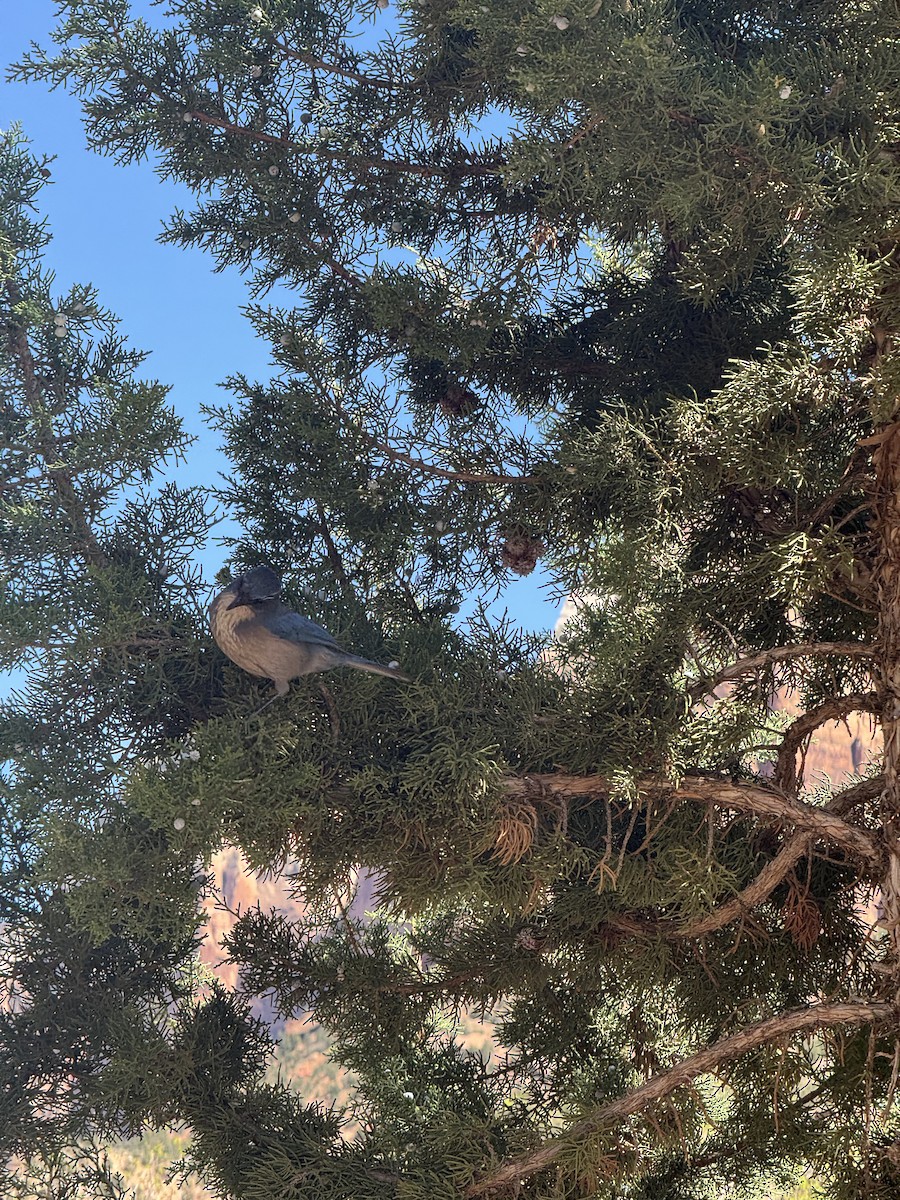 Woodhouse's Scrub-Jay - paula sheppard