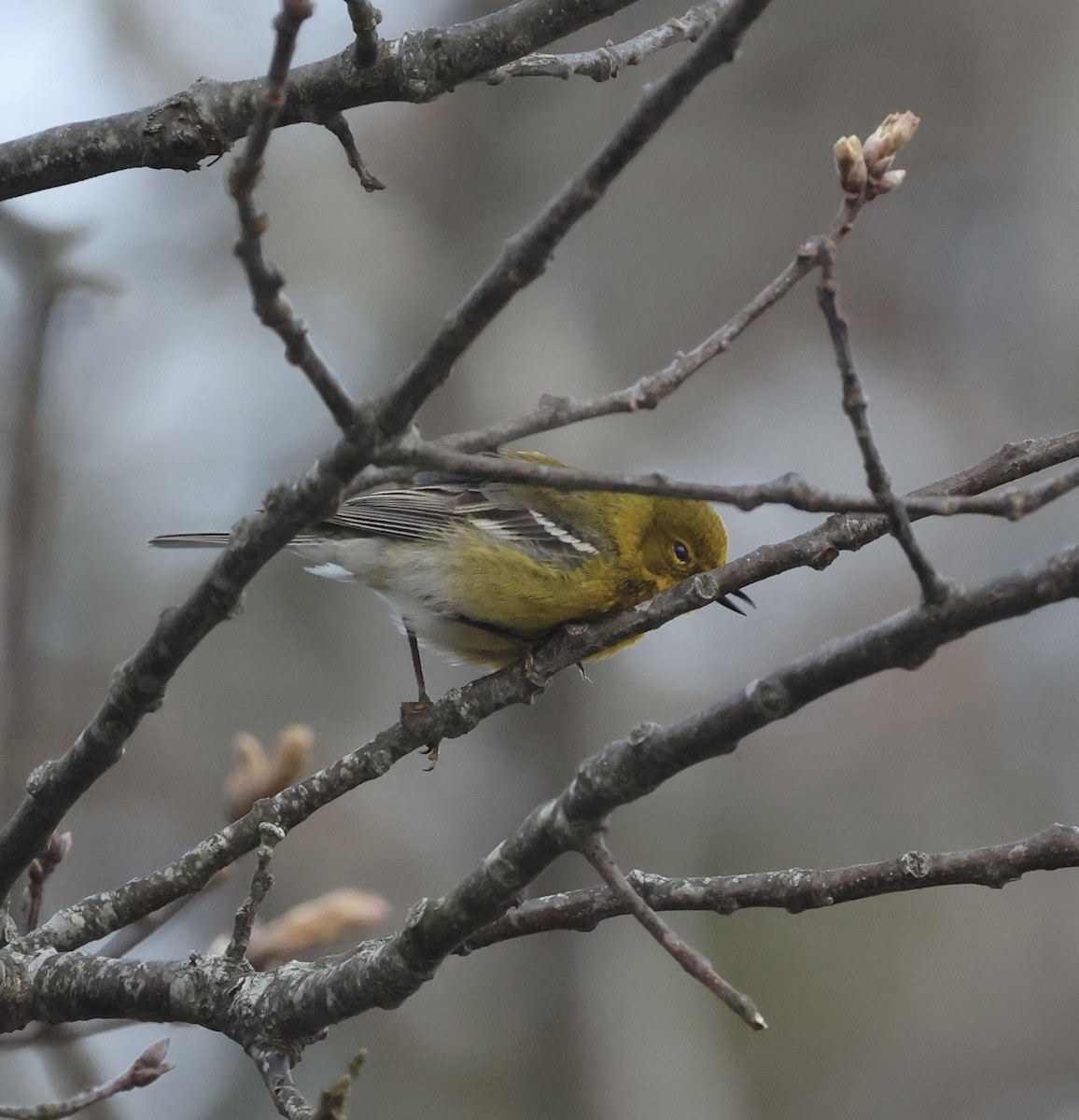 Pine Warbler - Ross Sormani