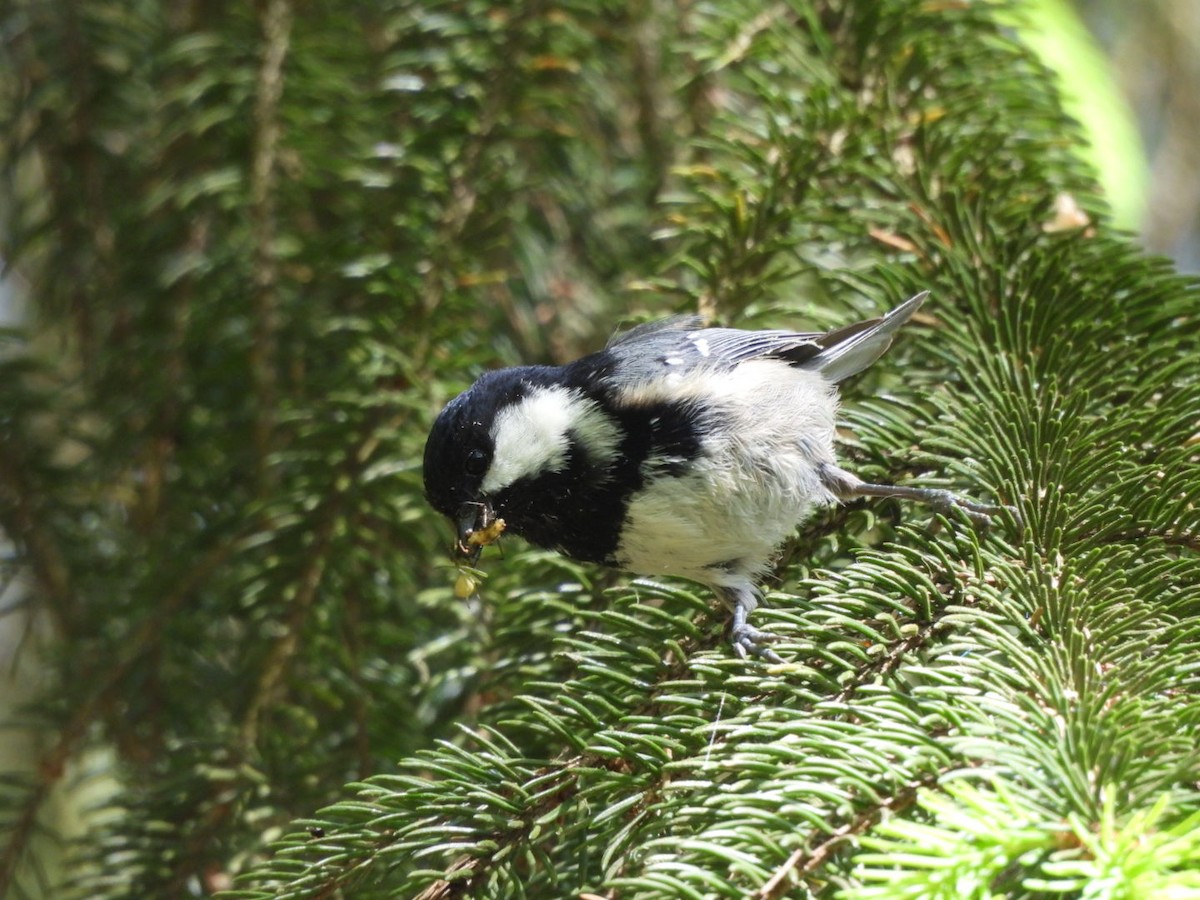 Mésange noire - ML618546726