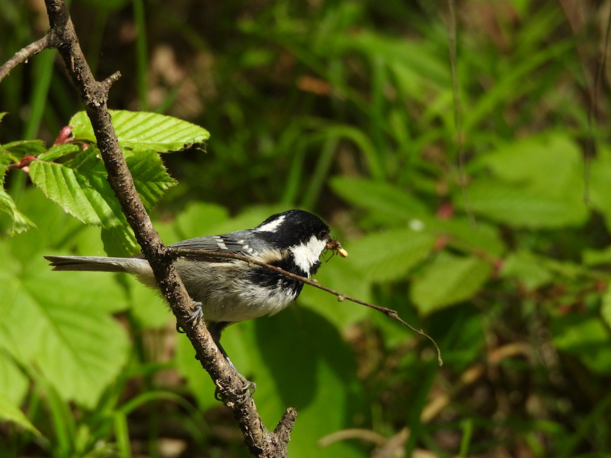 Coal Tit - ML618546729