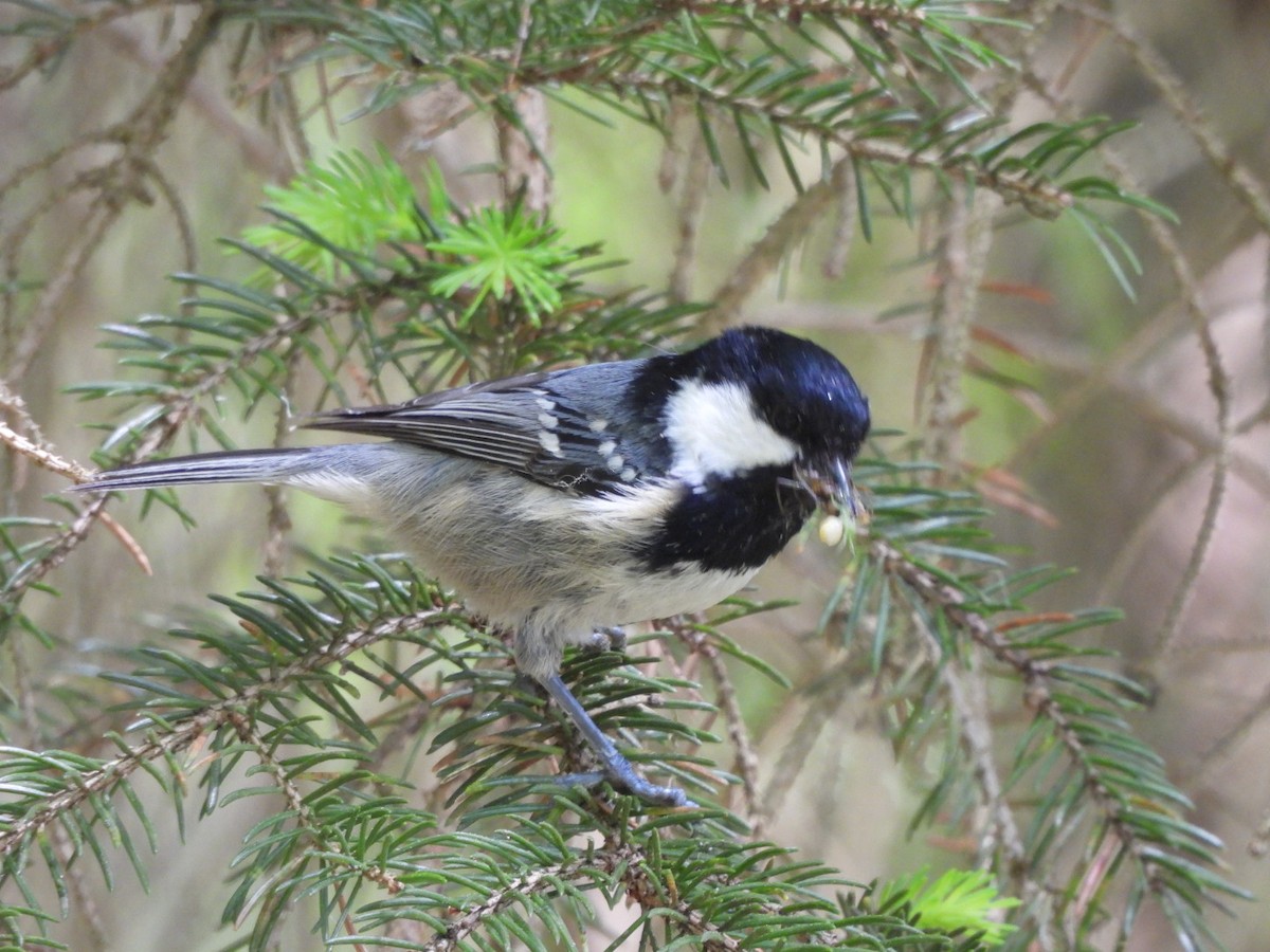 Coal Tit - ML618546730