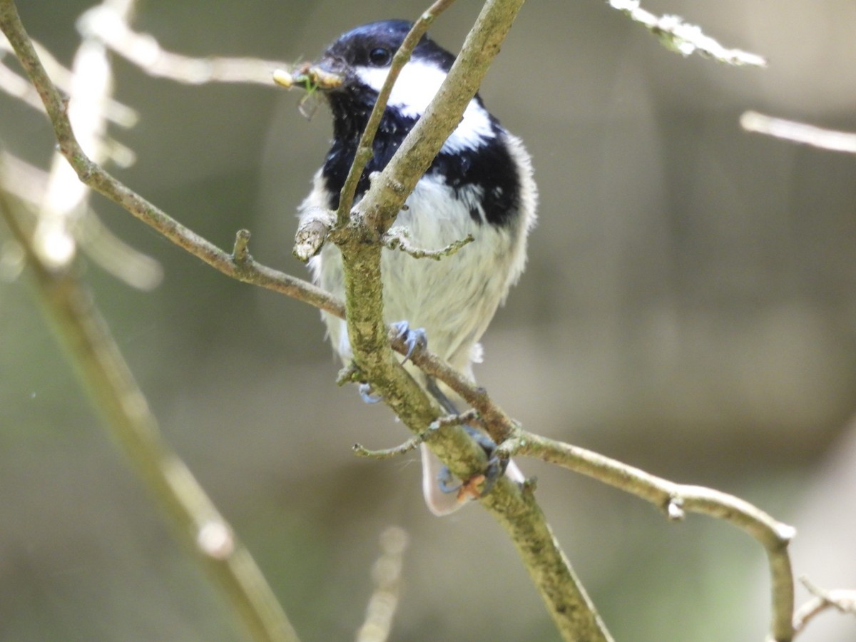 Coal Tit - ML618546731