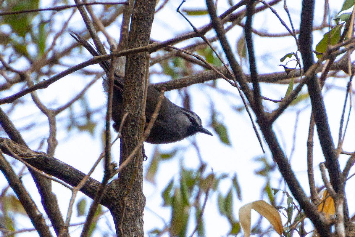 Banasura Laughingthrush - ML618546743