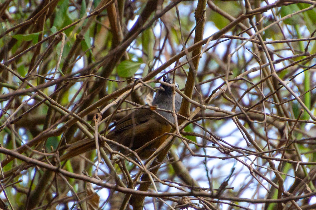 Banasura Laughingthrush - ML618546744