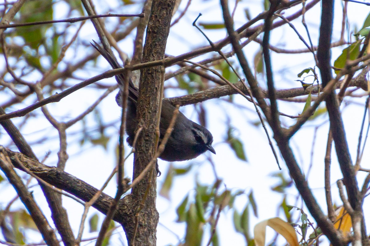 Banasura Laughingthrush - ML618546745