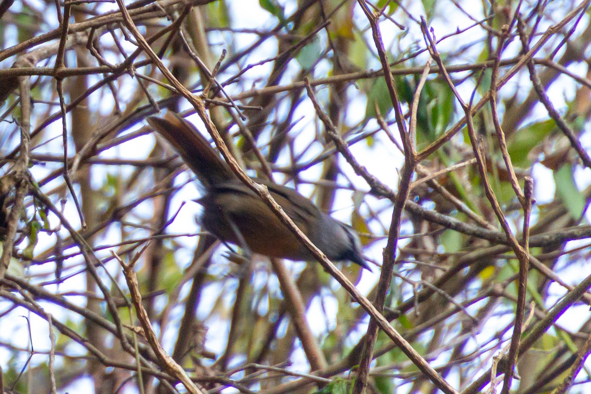 Banasura Laughingthrush - ML618546747