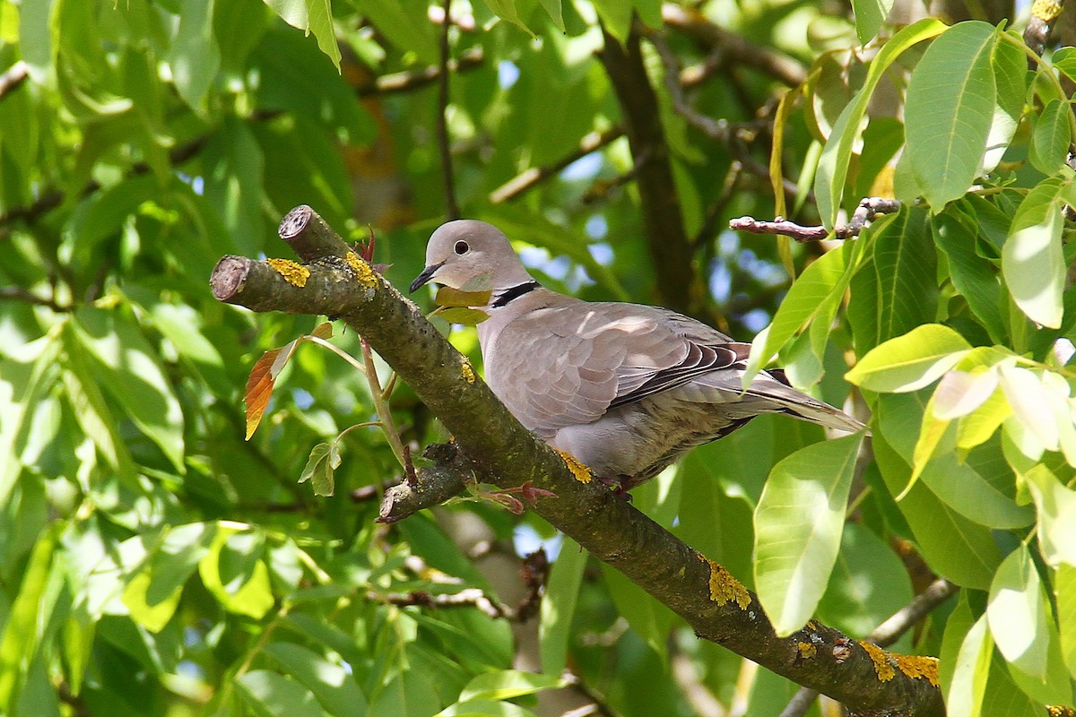 Eurasian Collared-Dove - ML618546758