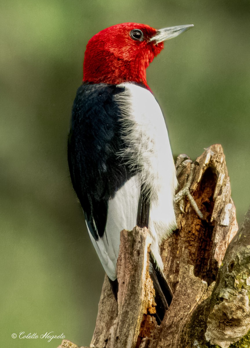 Pic à tête rouge - ML618546770