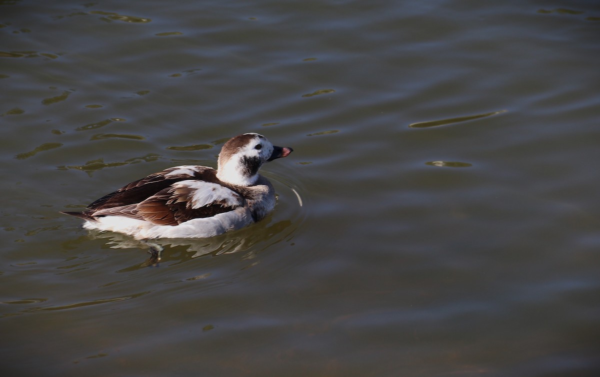 Long-tailed Duck - ML618546787