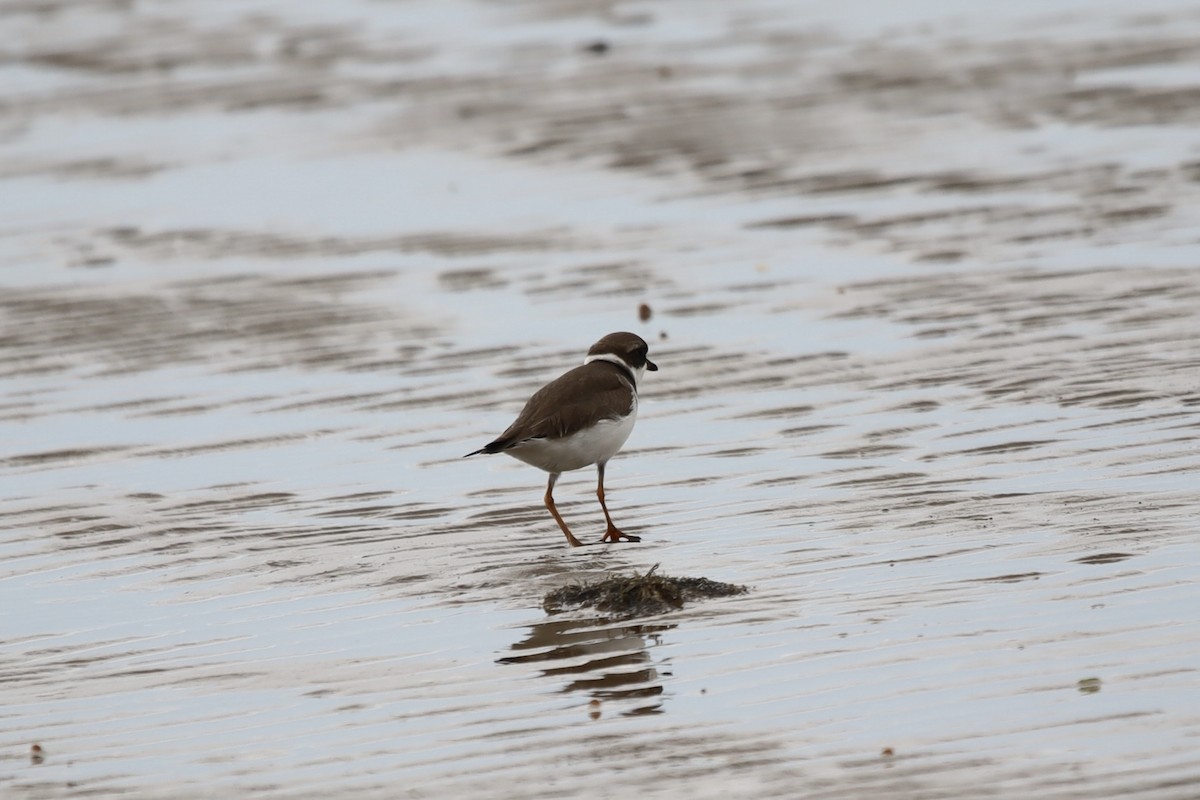 Semipalmated Plover - Jeff Schroeder