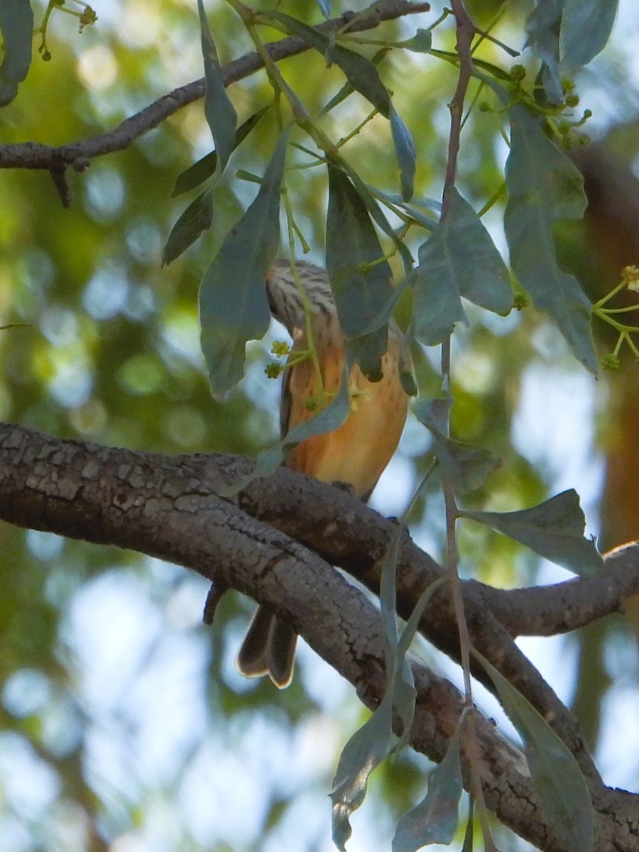 Rufous Whistler - Leonie Beaulieu